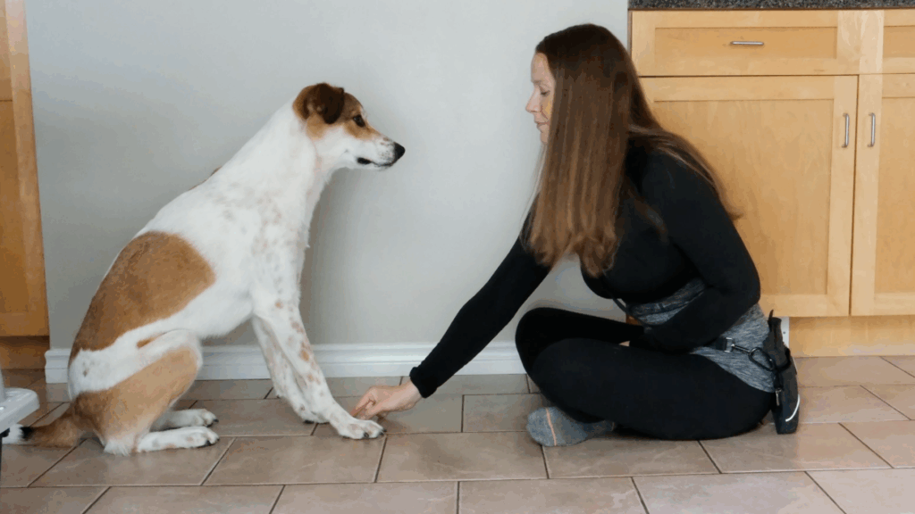 how to train your dog to leave it step 3