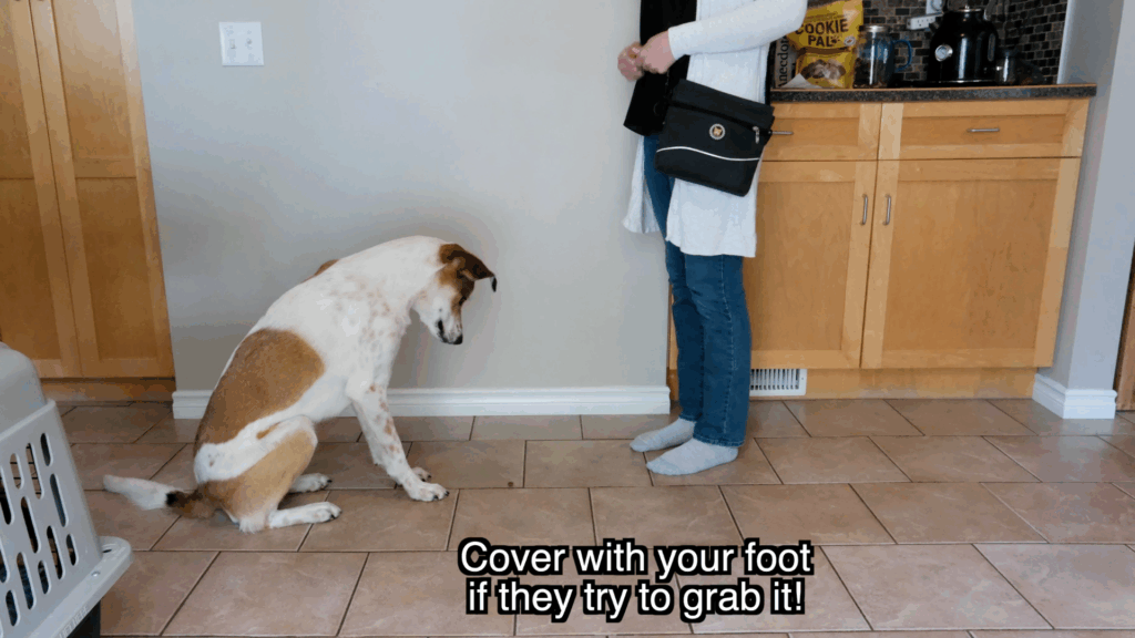 how to train your dog to leave it step 4
