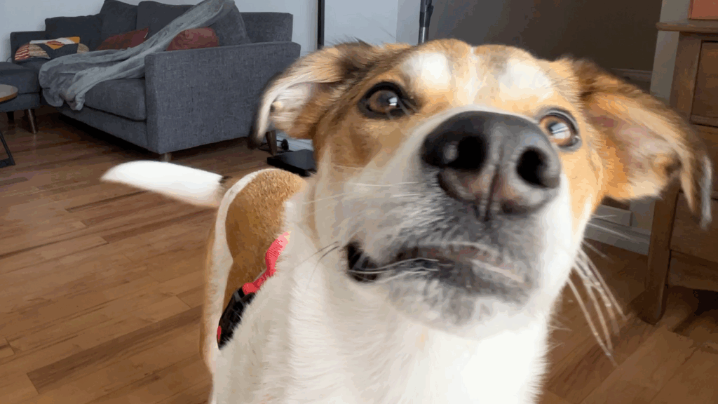 4 key dog training foundations