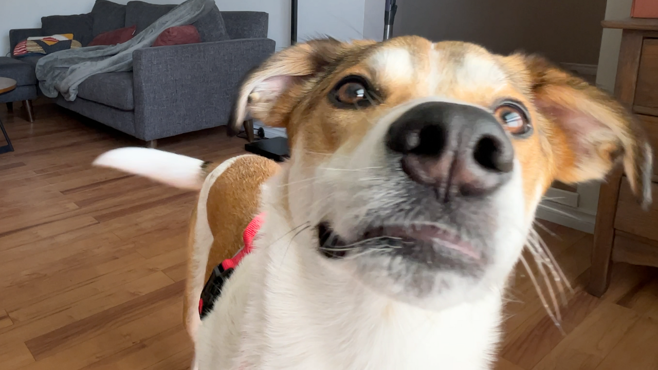 4 key dog training foundations
