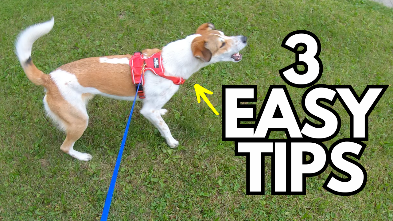 3 surprising tips to solve dog leash reactivity