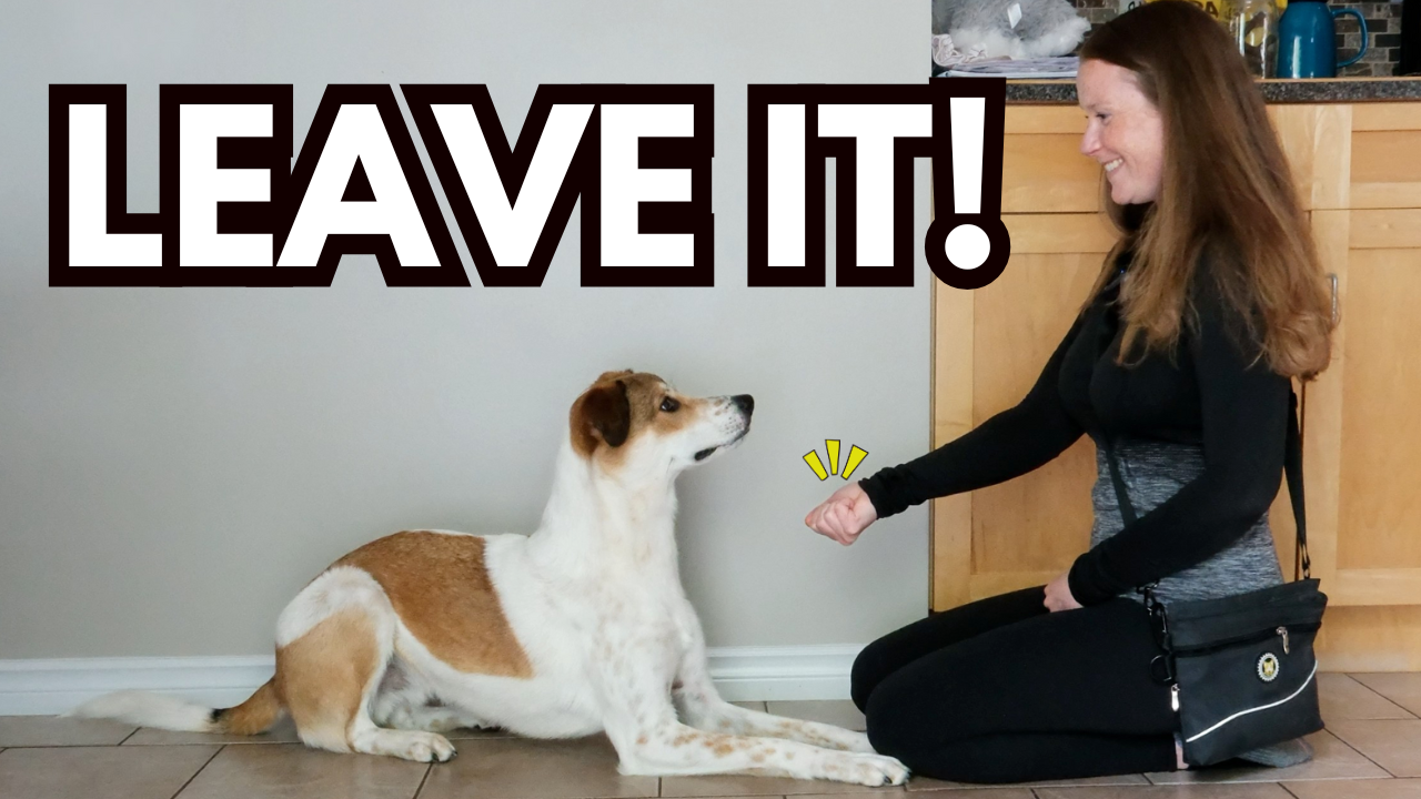 How to Train Your Dog to LEAVE IT – Fast & Easy Method!