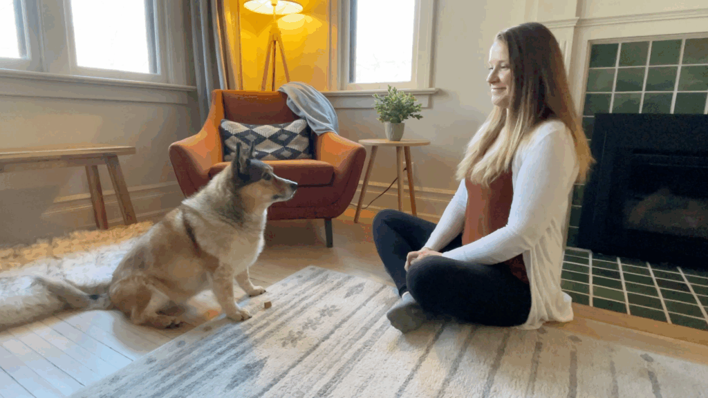 reliable leave it dog training