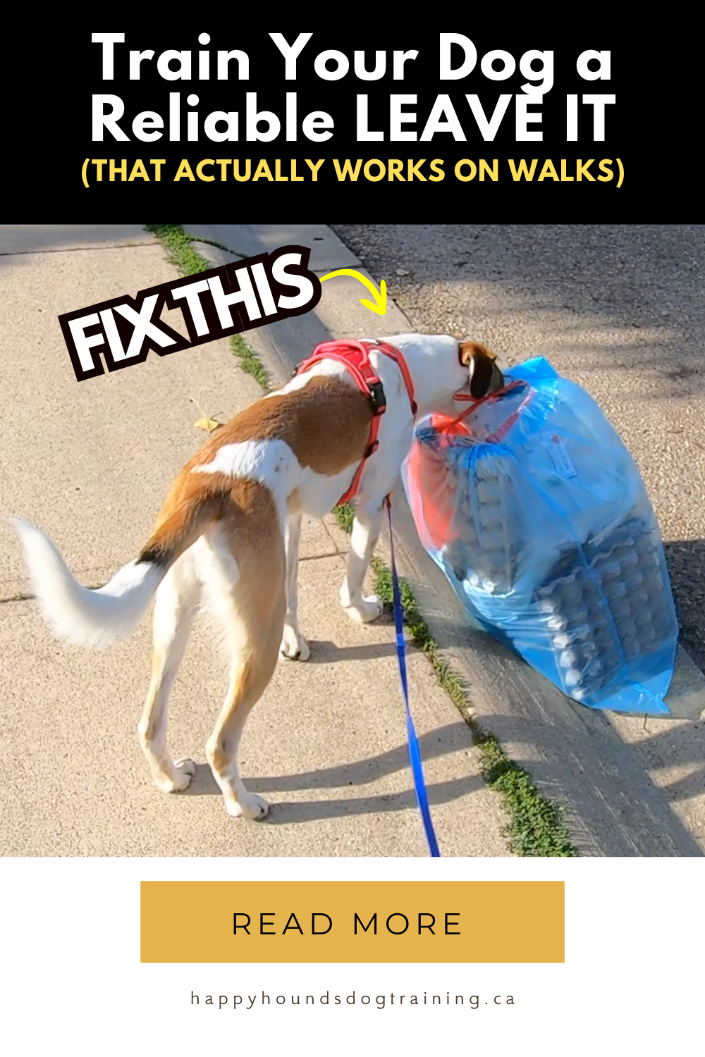 reliable leave it training