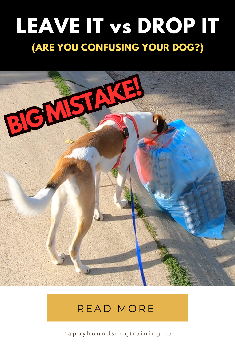 Leave It vs Drop It: Are You Confusing Your Dog?
