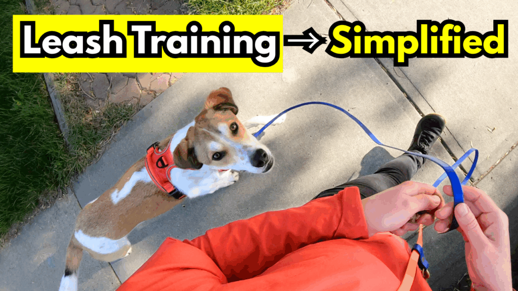 how to train a dog to heel