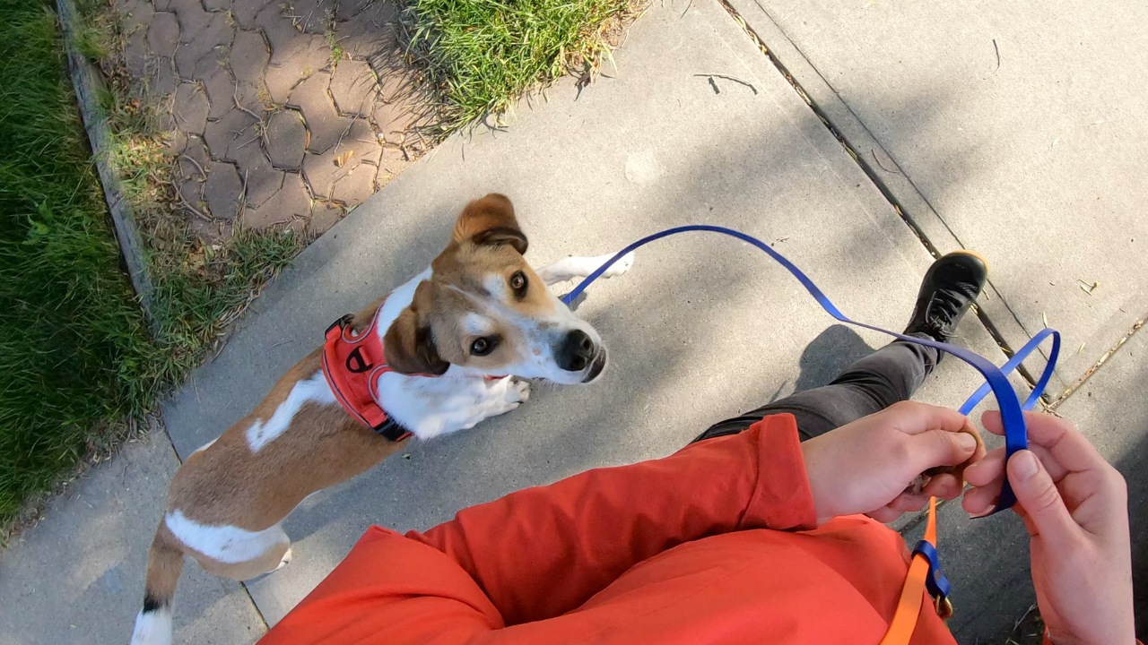 how to train a dog to heel