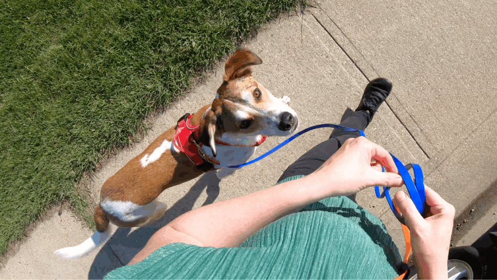 how to train a dog to heel