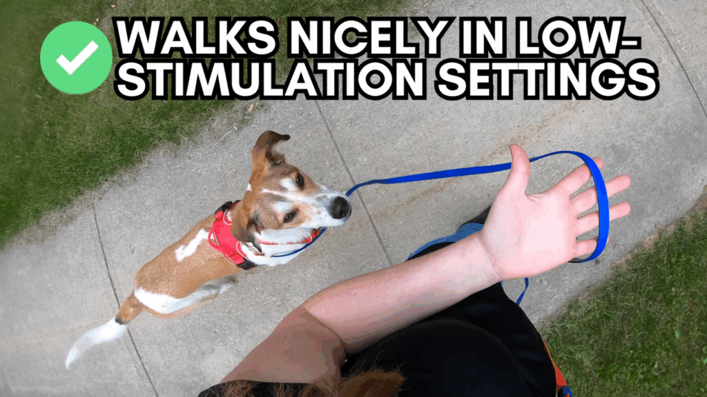 dog leash training advice