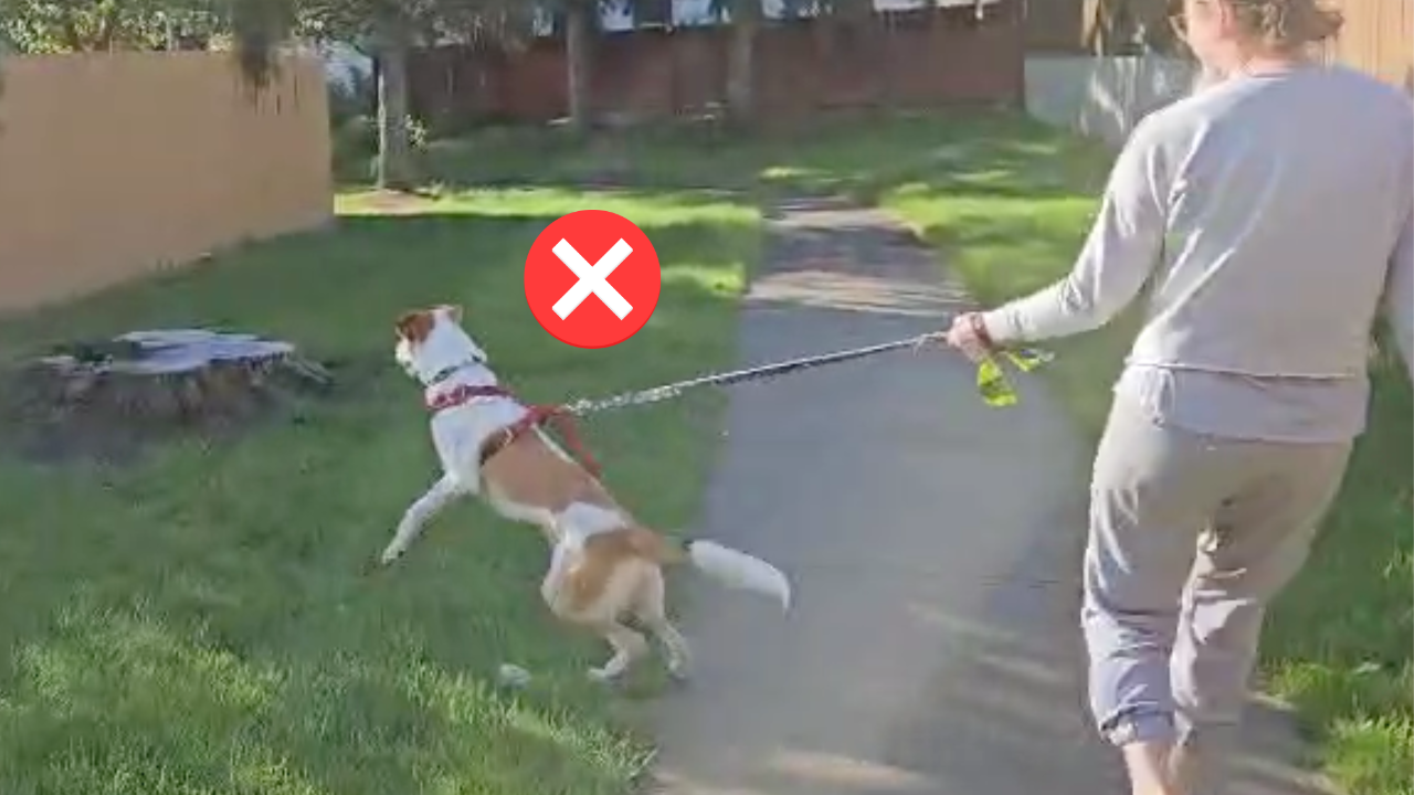 How to Make Your Dog’s Leash Training Work in the Real World
