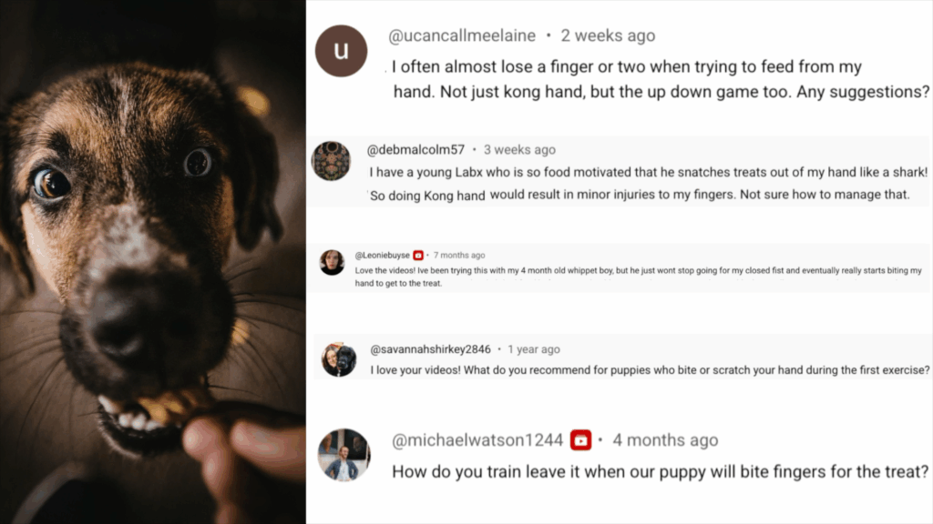 Three practical solutions to train your dog to take treats more gently