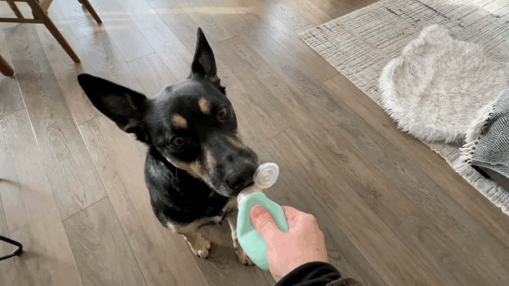 Three practical solutions to train your dog to take treats more gently
