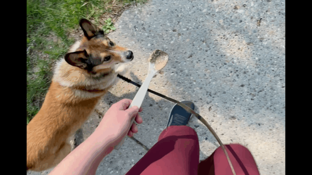 Three practical solutions to train your dog to take treats more gently