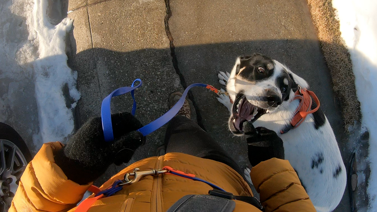 How to Train Your Dog to Take Treats Gently (3 Easy Fixes!)