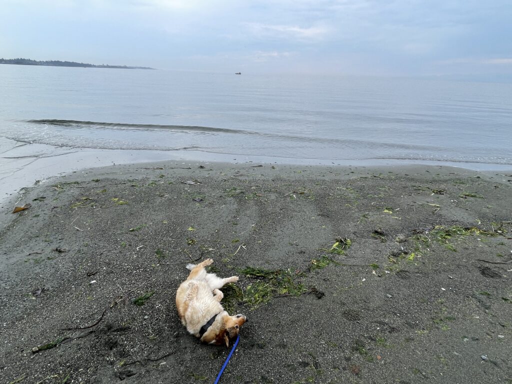 What 12 Years With My Dog Taught Me About Giving Dogs a Good Life