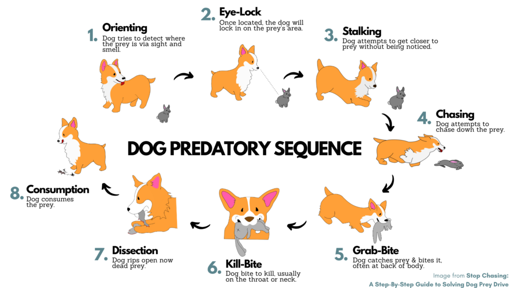 The Complete Guide to Loose Leash Walking and Real-Life Dog Training
